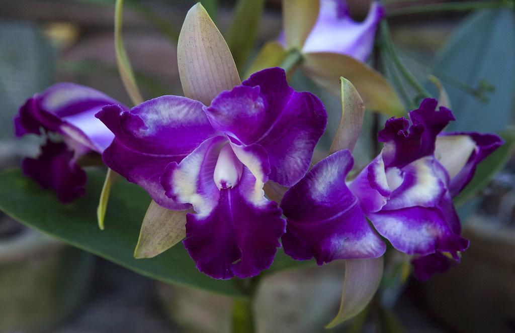 Orquidea Cafe Hotel Guarapari Bagian luar foto