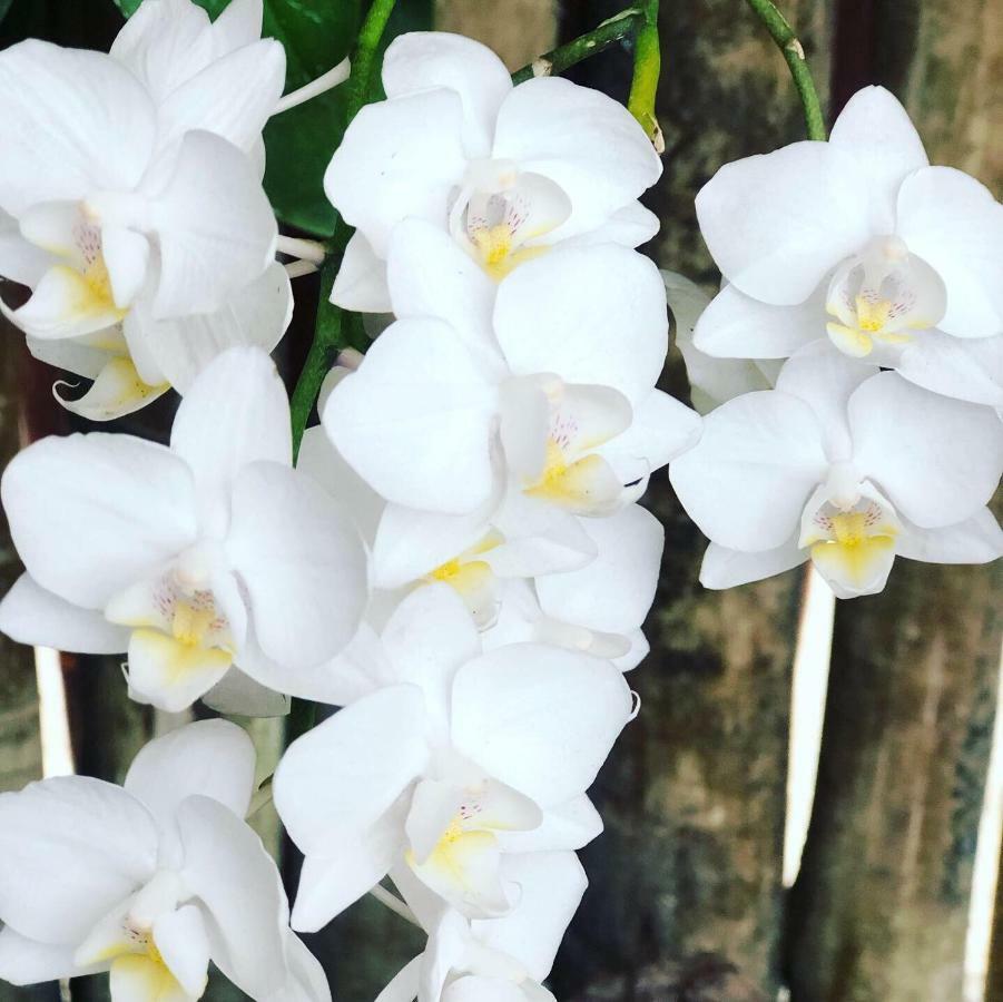 Orquidea Cafe Hotel Guarapari Bagian luar foto